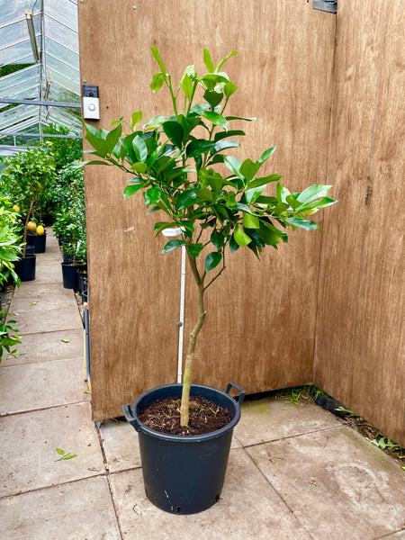 Venasca Segentrange 145cm Plant