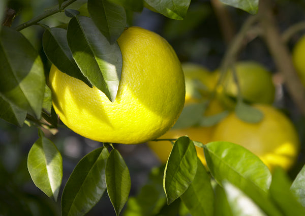 Wheeny Grapefruit Fruits