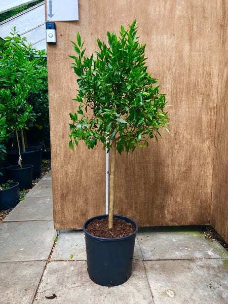 Willowleaf Mandarin 120-130cm standard