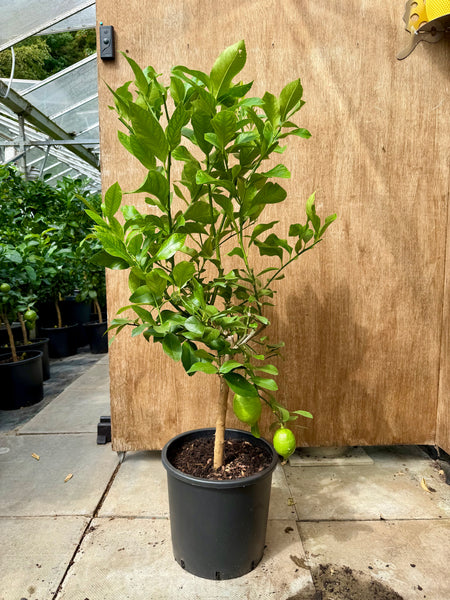 Amalfi  Lemon tree 110-115cm