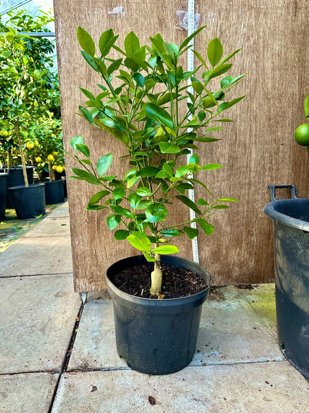 Calamndin Orange Plant