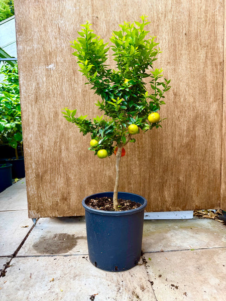 Chinotto_100-105cm