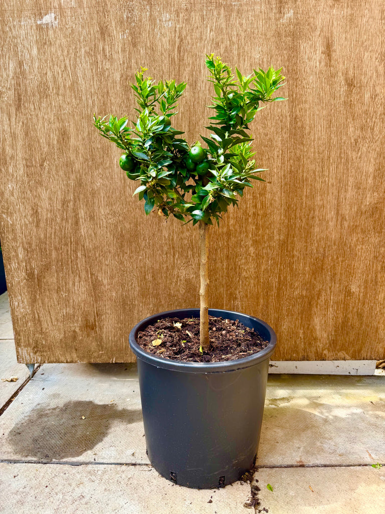 Chinotto_80-85cm