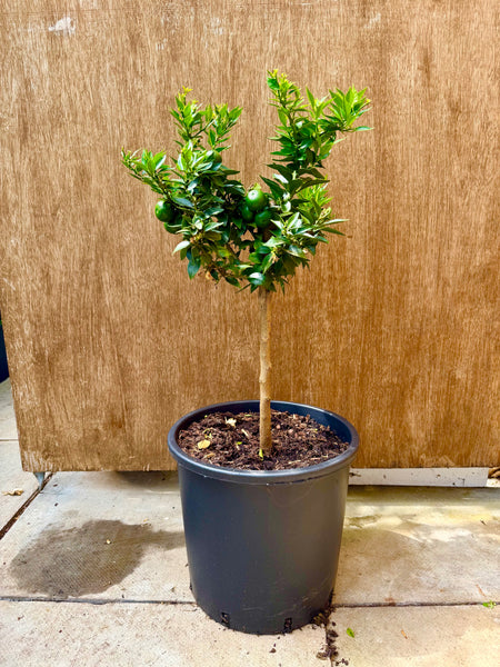 Chinotto_80-85cm