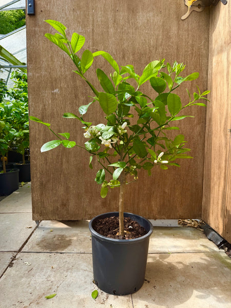 Potted Citron plant in front of a wooden wall