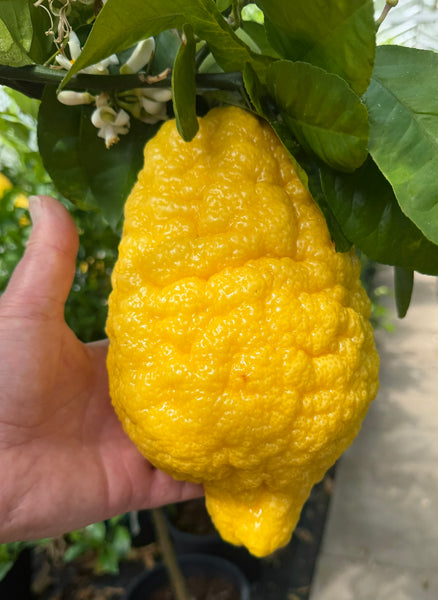 Large yellow Citron held by a hand with green leaves in the background