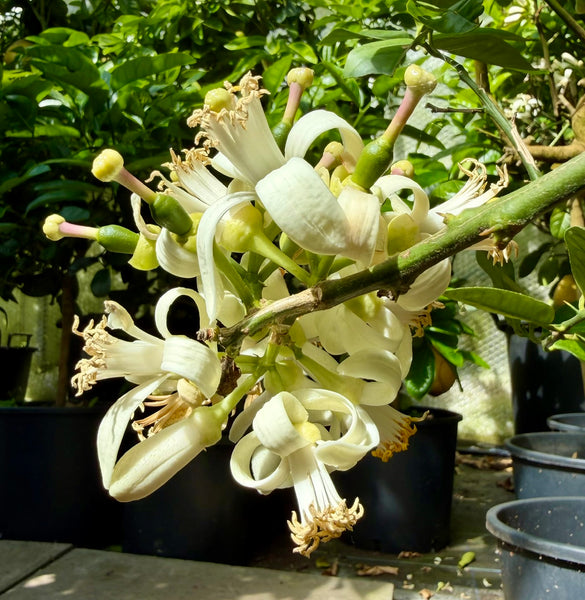 White Citron flowers on a branch with green leaves in a glasshouse