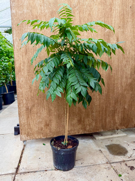Indian Curry Leaf Plant