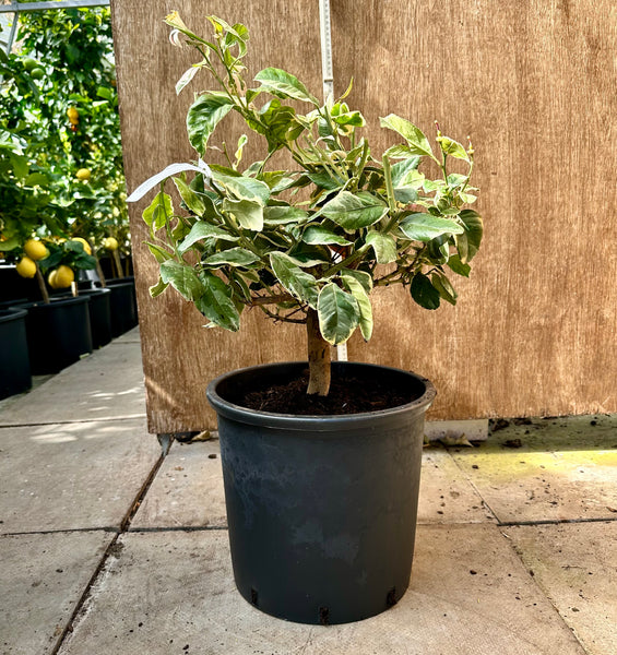 Eureka Pink Variegated Lemon – The Citrus Centre