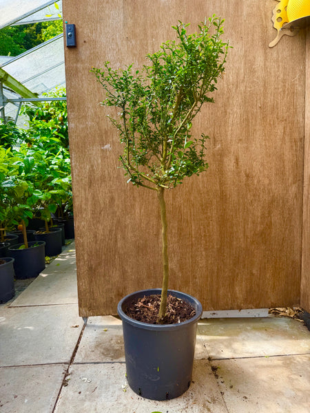 Purple Australian Finger Lime 125-130cm standard