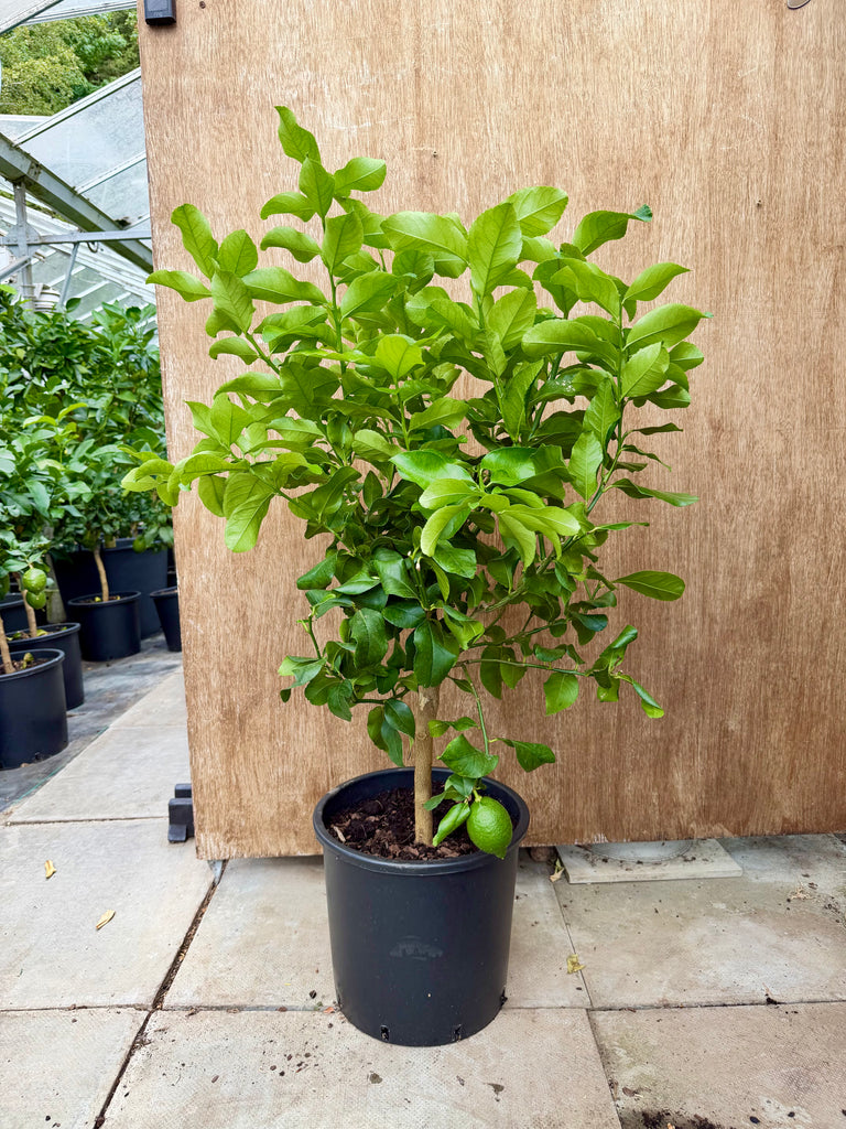 FourSeasons Lemon 100-110cm