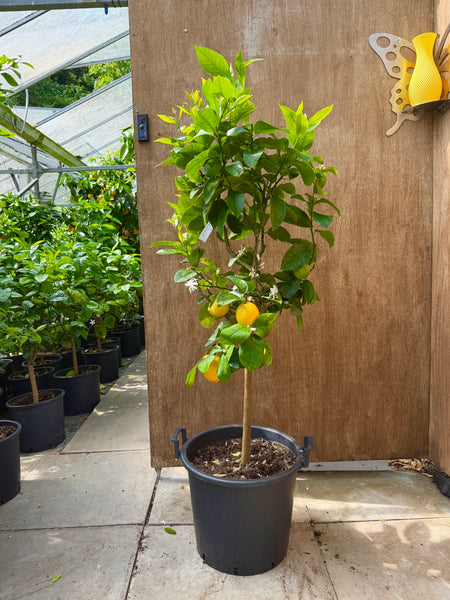 Four Seasons Lemon Standard