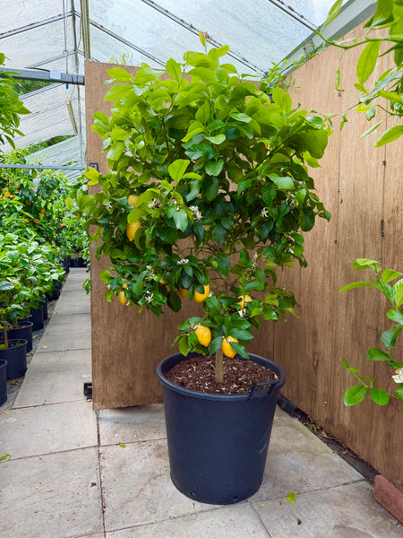 Four Seasons or Lunario Lemon