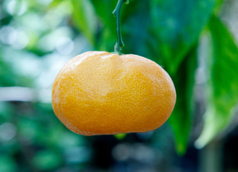 Fina Clementine Fruit
