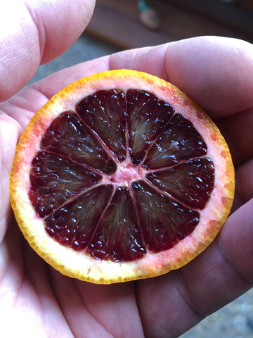 Ruby or Rubino Clementine fruit