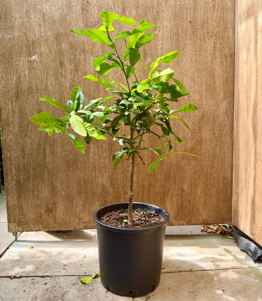 Kaffir Or Makrut Lime