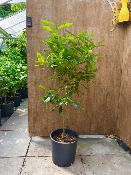 Kaffir Or Makrut Lime