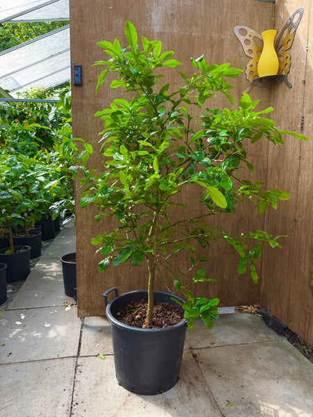 Kaffir Or Makrut Lime