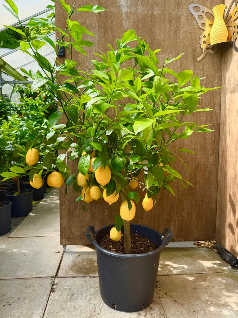 Meyer's Lemon