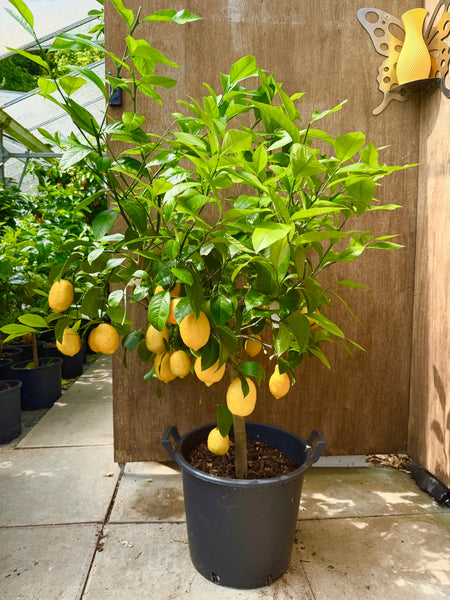 Meyer's Lemon