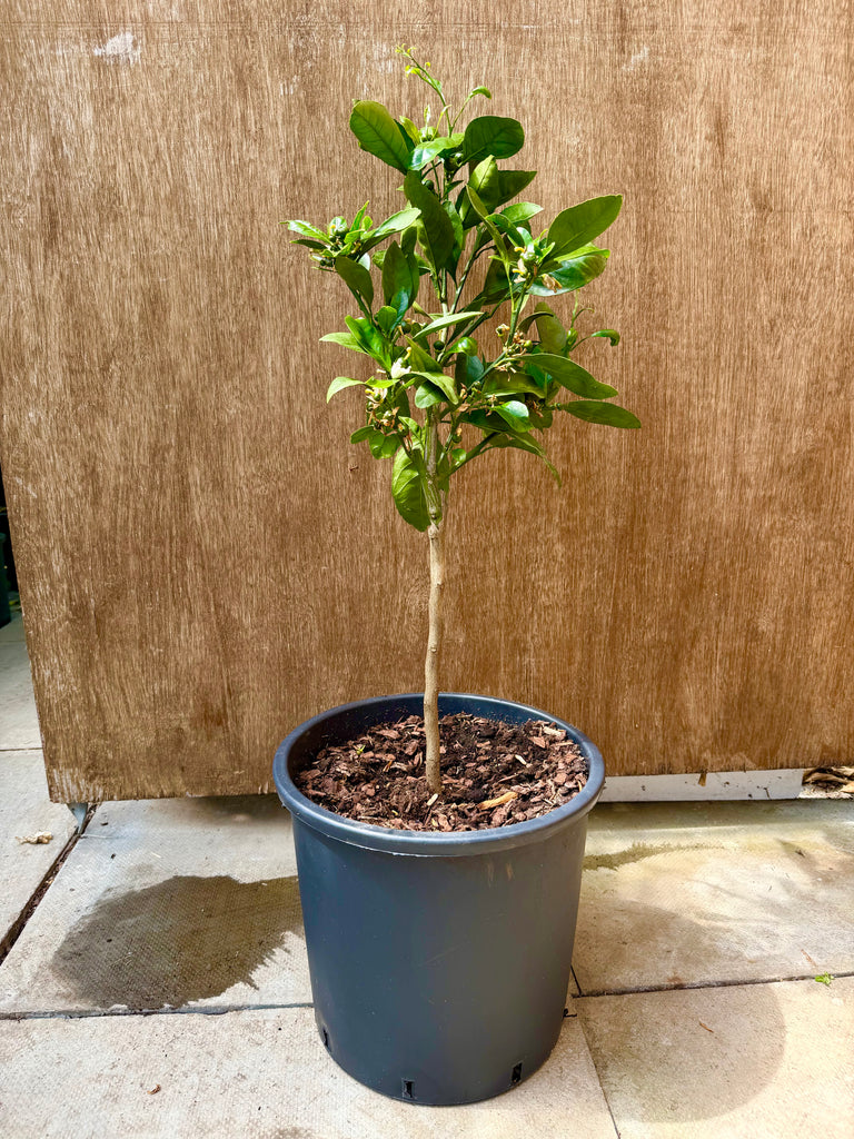 Okitsu Satsuma 85 -90cm
