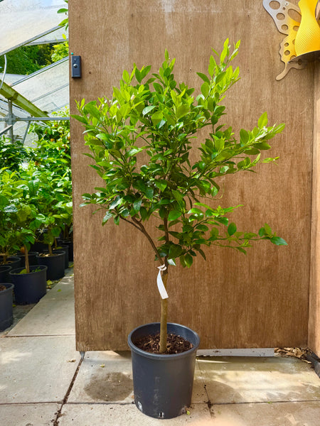 Pursha_125-130cm
