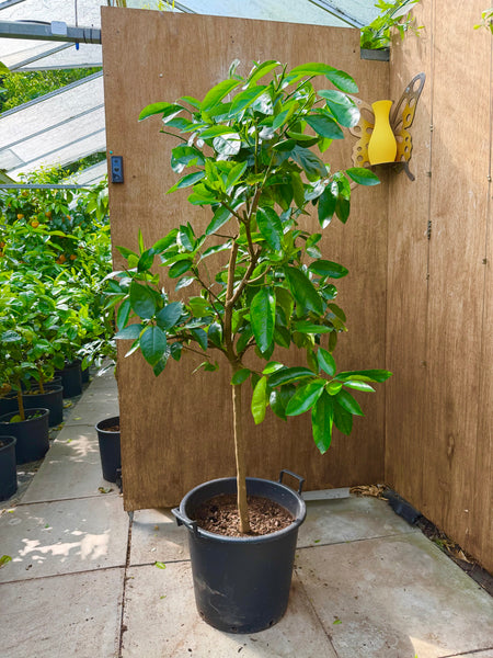 Tahiti Lime