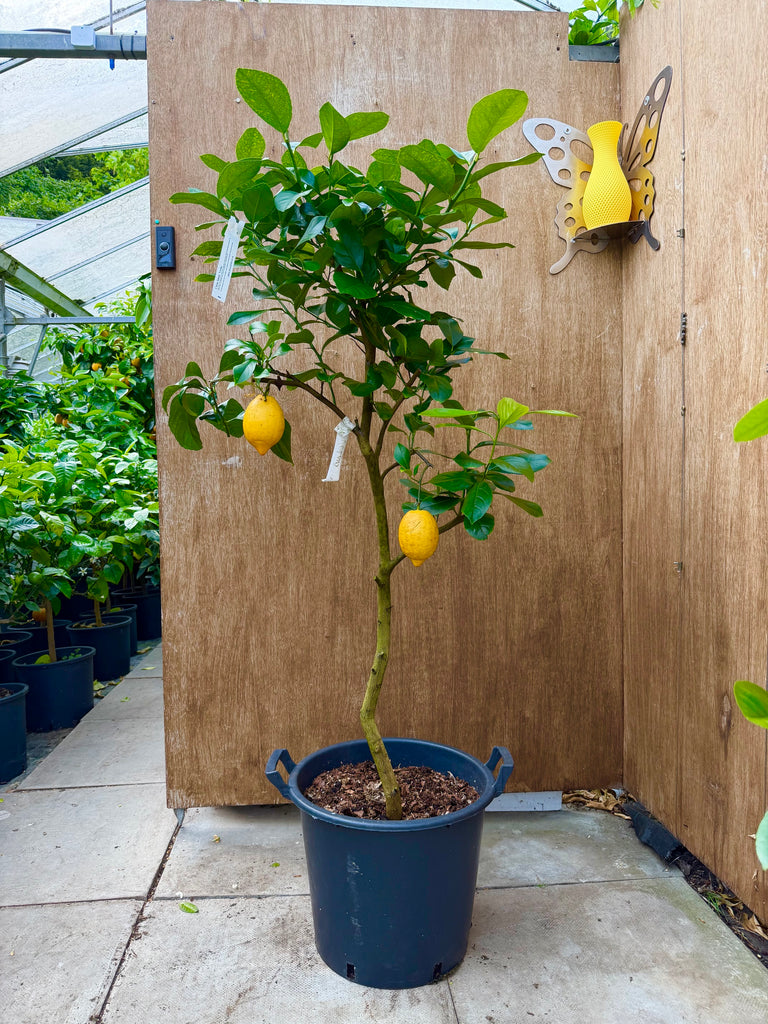 Potted lemon tree with fruits in front of a wooden wall