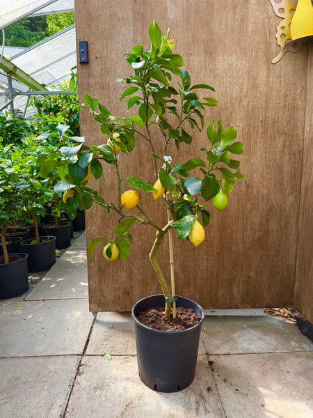 Verna Lemon
