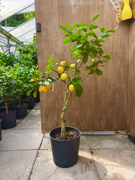 Verna Lemon