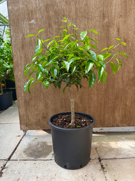 Yuzu 85-90cm
