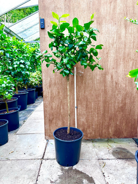 130-140cm Amalfi Lemon Tree