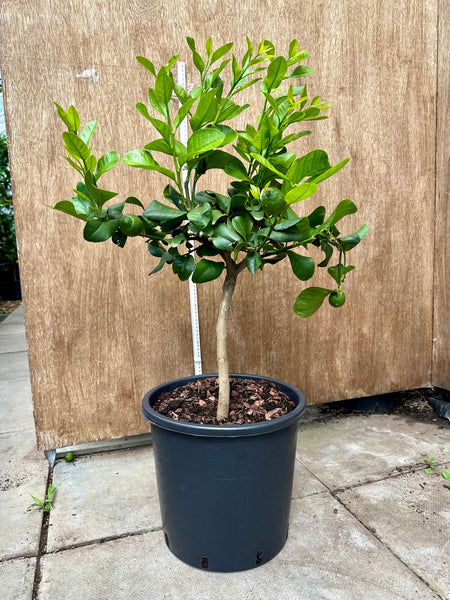 80-85cm Amalfi Lemon Tree