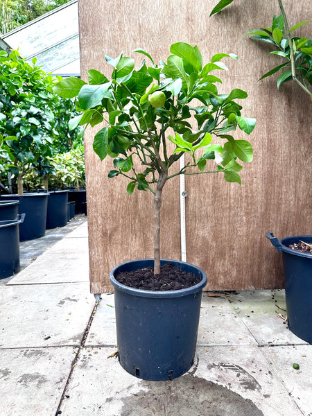 80-90cm Amalfi Lemon Tree