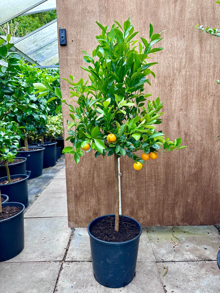 Calamondin or Calamansi 130cm standard