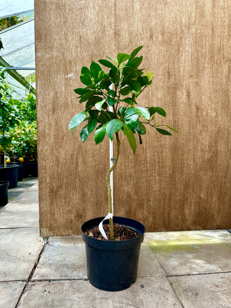 Clausellina Satsuma 90-95cm plant