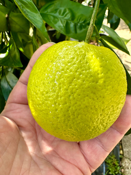 Delta seedless fruit