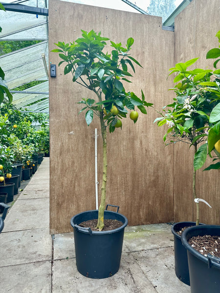 Delta seedless 160cm tree