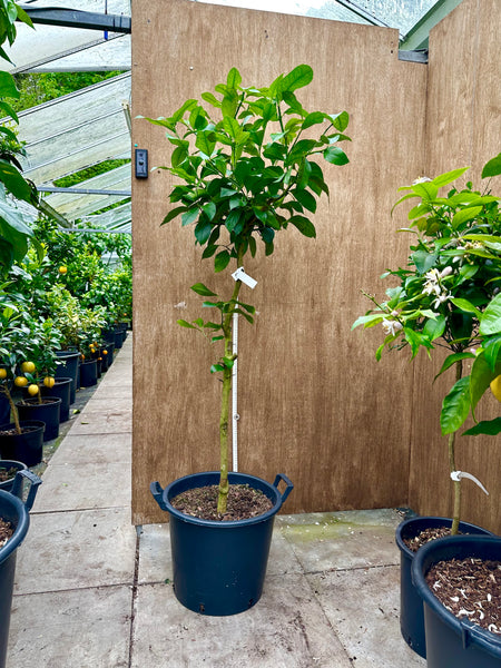 Fino Lemon tree 160cm