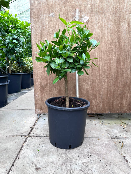 Minneola 70-80cm plant