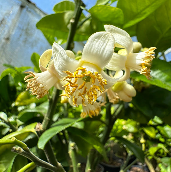 Shaddock flowers