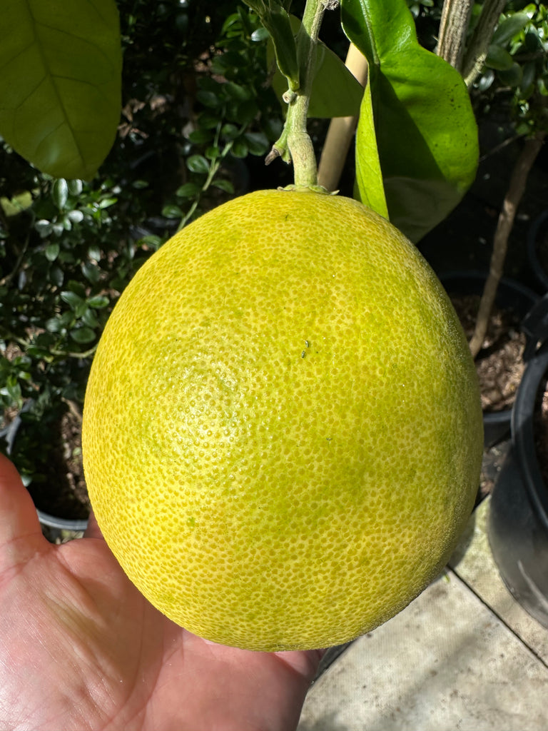 Shaddock or Pummelo – The Citrus Centre