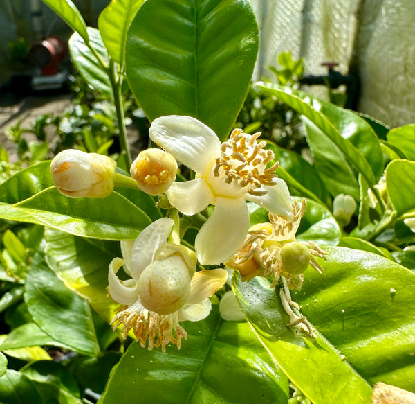 Shaddock flowers