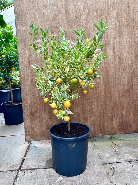 Variegated Calamondin 80-90cm Short Standard