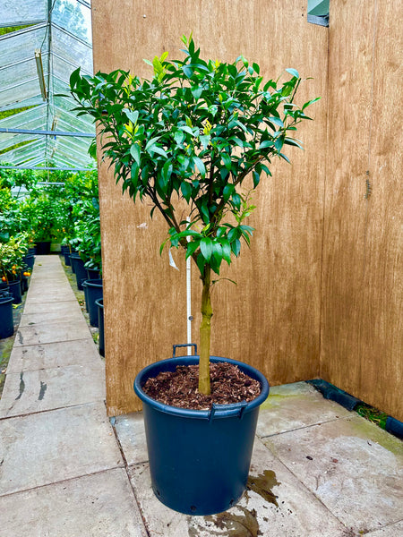 Willowleaf Mandarin 140cm specimen