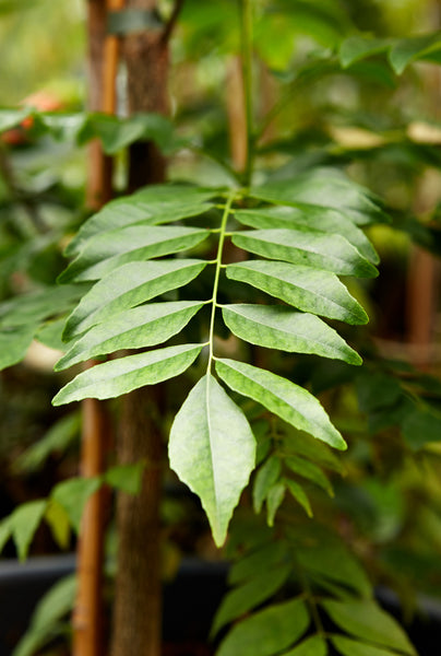 Indian Curry Leaf Plant