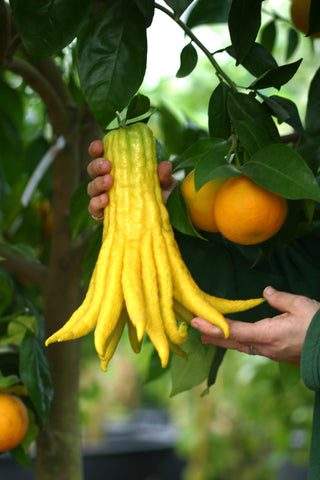 Buddha's Hand Citron Giant Fruit