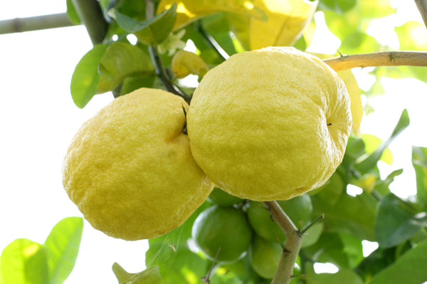 Giant Nine Pounder Lemon Fruits