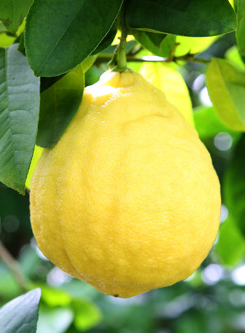 Large Ponderosa Lemon Fruit