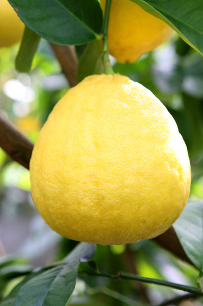 Large Ponderosa Lemon Fruit